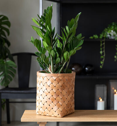 Zamioculcas i gavepose Zamioculcas i gavepose